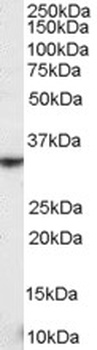 RAE1 Antibody
