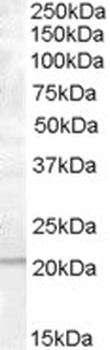 PRL-1 Antibody
