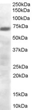 PRDM4 Antibody