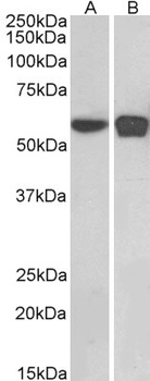 PLRG1 Antibody