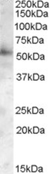 PIST Antibody