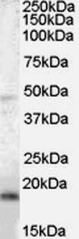 PCK2 Antibody