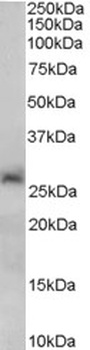 OASIS Antibody