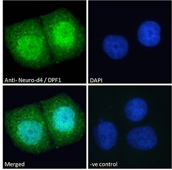 Neuro-d4 Antibody