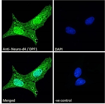 Neuro-d4 Antibody
