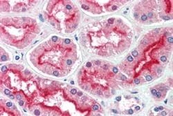 MRIP1 Antibody