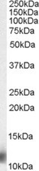 MPS1 Antibody