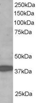 LIRF Antibody