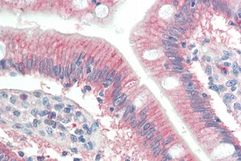 LIRF Antibody