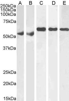 KPNA4 Antibody
