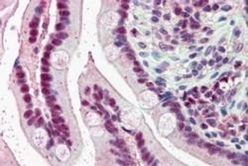 KPNA4 Antibody