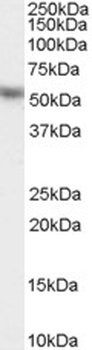 KPNA2 Antibody