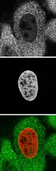 KPNA2 Antibody