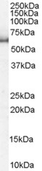 KPNA1 Antibody