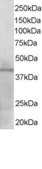 KLF3 Antibody