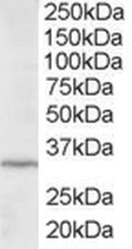 ING2 Antibody