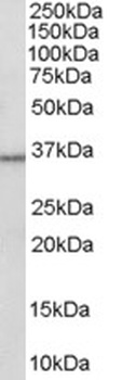HSD11B1 Antibody