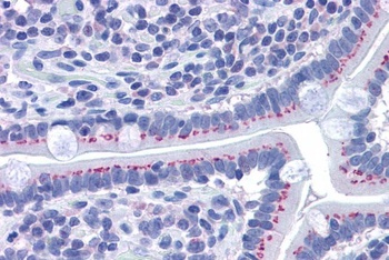 GOLPH2 Antibody