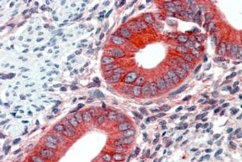 FAIM1 Antibody