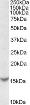 FAIM1 Antibody