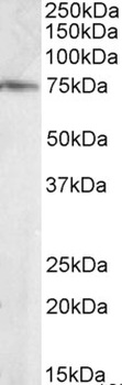ELMO3 Antibody