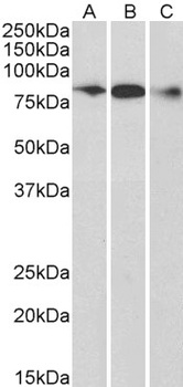 ELMO1 Antibody
