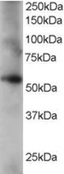 Coronin 3 Antibody