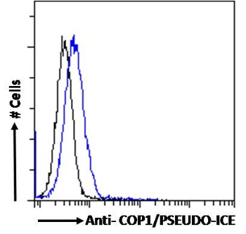 COP1 Antibody