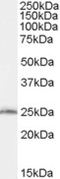 Bpntase Antibody