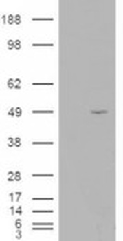 ALS2CR2 Antibody