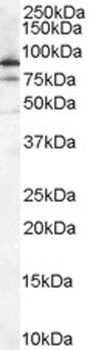 PGRMC1 Antibody