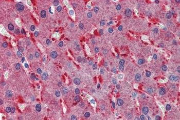 ABCE1 Antibody