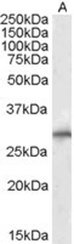 SIAH1 Antibody