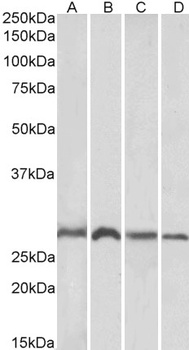 SIAH1 Antibody
