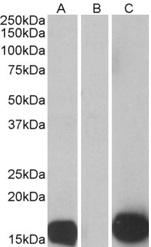 PRDX2 Antibody