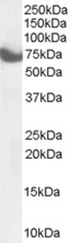 PPP2R1A Antibody