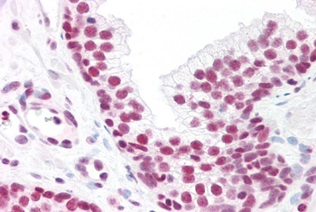 MAX Antibody