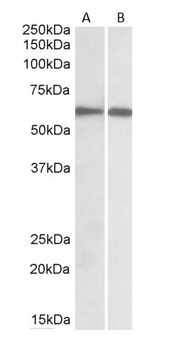 IRF5 Antibody