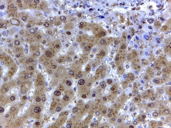 GAPDH Antibody