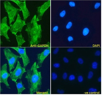 GAPDH Antibody