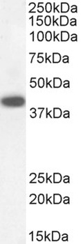 DAP3 Antibody