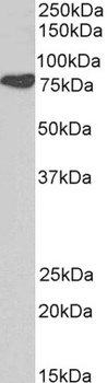 Cortactin Antibody