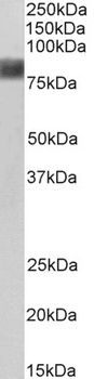 Cortactin Antibody