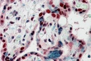 CBX3 Antibody
