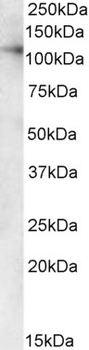 CBX3 Antibody