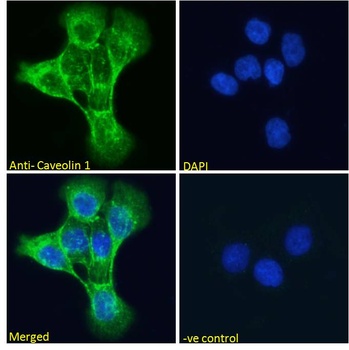 Caveolin-1 Antibody