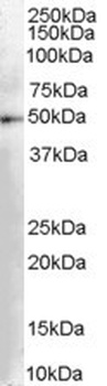 Caveolin-1 Antibody