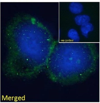 BLNK Antibody