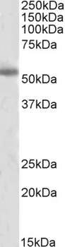 BID Antibody