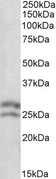 BCL2 Antibody